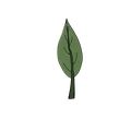 A leaf, used to show how shape changes the way something falls
